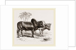 Zebus of the Zoological Gardens by Anonymous