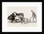 Ploughing with Ox and Ass by Anonymous