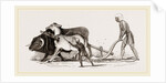 Ploughing with Ox and Ass by Anonymous