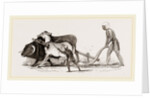 Ploughing with Ox and Ass by Anonymous
