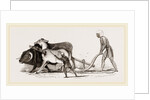 Ploughing with Ox and Ass by Anonymous
