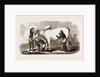 Brahmin Zebu Bull by Anonymous
