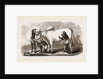 Brahmin Zebu Bull by Anonymous