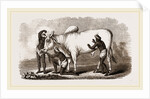 Brahmin Zebu Bull by Anonymous