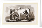 Brahmin Zebu Bull by Anonymous