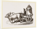 Zebus and Car by Anonymous