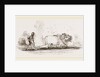 Modern Egyptian Ploughing Egypt by Anonymous
