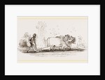 Modern Egyptian Ploughing Egypt by Anonymous