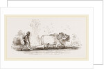Modern Egyptian Ploughing Egypt by Anonymous