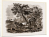 Oriental Landscape and Cattle by Anonymous