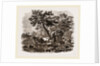 Oriental Landscape and Cattle by Anonymous