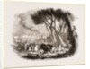 Wild Bull-hunting in the Alemtejo by Anonymous