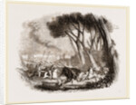 Wild Bull-hunting in the Alemtejo by Anonymous
