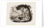 Wild Bull-hunting in the Alemtejo by Anonymous
