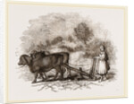 Modern Egyptian Ploughing by Anonymous