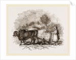 Modern Egyptian Ploughing by Anonymous