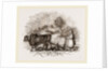 Modern Egyptian Ploughing by Anonymous