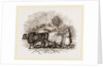 Modern Egyptian Ploughing by Anonymous