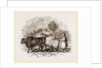 Modern Egyptian Ploughing by Anonymous