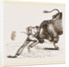Bull fight by Anonymous