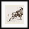 Bull fight by Anonymous