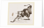 Bull fight by Anonymous