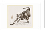 Bull fight by Anonymous