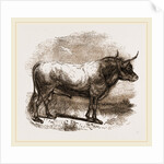 Ball of the Campagna of Rome Italy by Anonymous