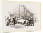 Exhibition of Prize Cattle by Anonymous
