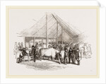 Exhibition of Prize Cattle by Anonymous