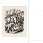 English Short-horned Cattle by Anonymous