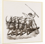 Driving Wild Cattle by Anonymous