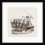 Driving Wild Cattle by Anonymous