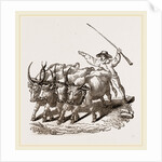 Driving Wild Cattle by Anonymous