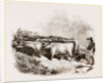 Cattle and Drover by Anonymous