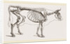 Skeleton of Cow by Anonymous