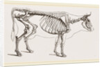 Skeleton of Cow by Anonymous