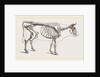 Skeleton of Cow by Anonymous