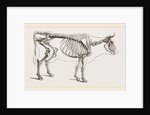 Skeleton of Cow by Anonymous