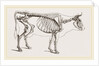 Skeleton of Cow by Anonymous