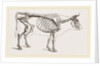 Skeleton of Cow by Anonymous