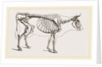Skeleton of Cow by Anonymous