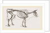 Skeleton of Cow by Anonymous