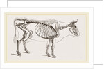Skeleton of Cow by Anonymous