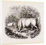 Wild White Cattle of Chillingham Park UK by Anonymous