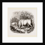 Wild White Cattle of Chillingham Park UK by Anonymous