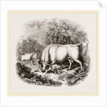 Wild White Cattle of Chillingham Park UK by Anonymous