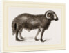 Fat-tailed Sheep of Syria by Anonymous