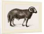 Fat-tailed Sheep of Syria by Anonymous