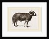 Fat-tailed Sheep of Syria by Anonymous
